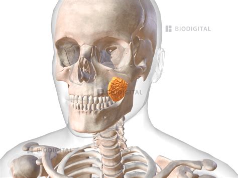 Buccal fat pad .